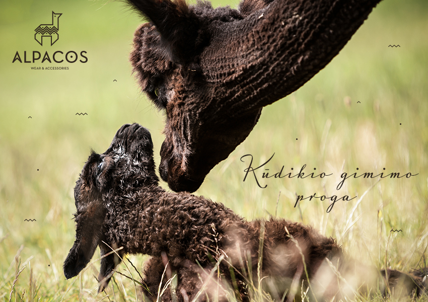 alpacos_atvirute_05